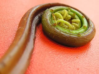 Fiddlehead Fern